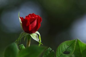 Kuvassa tulipunainen ruusu, joka kuvastaa taiteilijan kiintymystä punaiseen väriin ja ruusuihin, jotka usein toimivat hänen mallinaan.